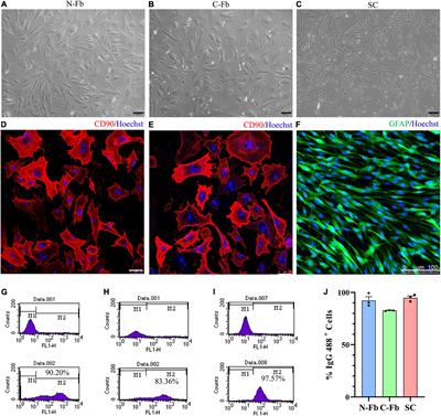 Activin A Secreted From Peripheral Nerve Fibroblasts Promotes Proliferation and Migration of Schwann Cells